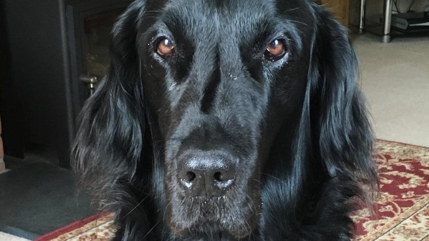 Our dogs helping the Hospice movement
