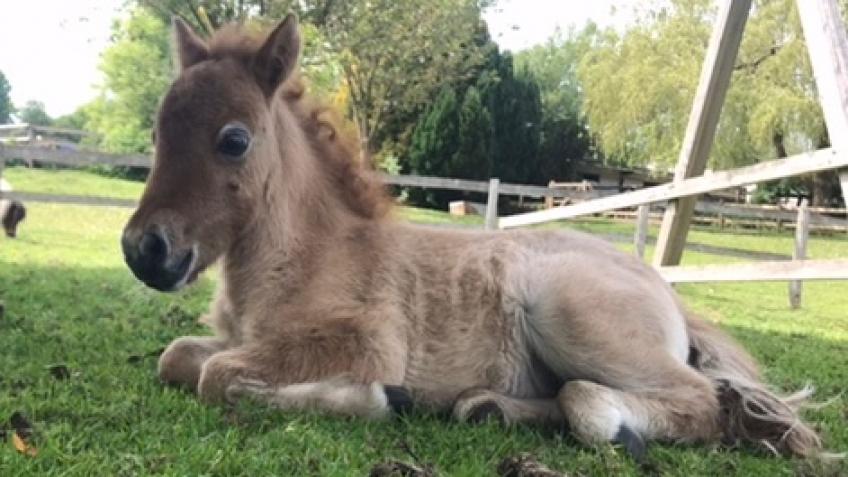 The Miniature Pony Centre