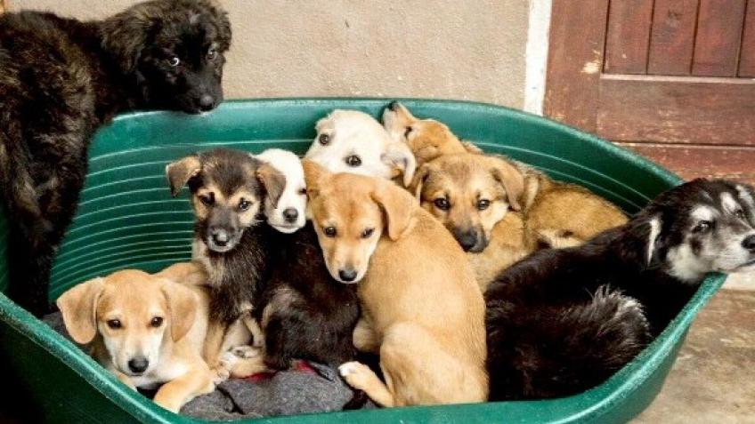 Caring for Township Pets during Lockdown