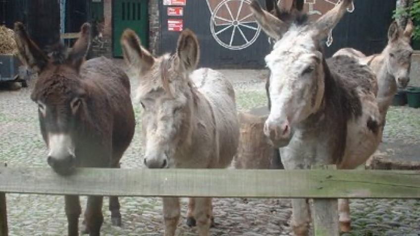 Save the Clovelly Donkeys