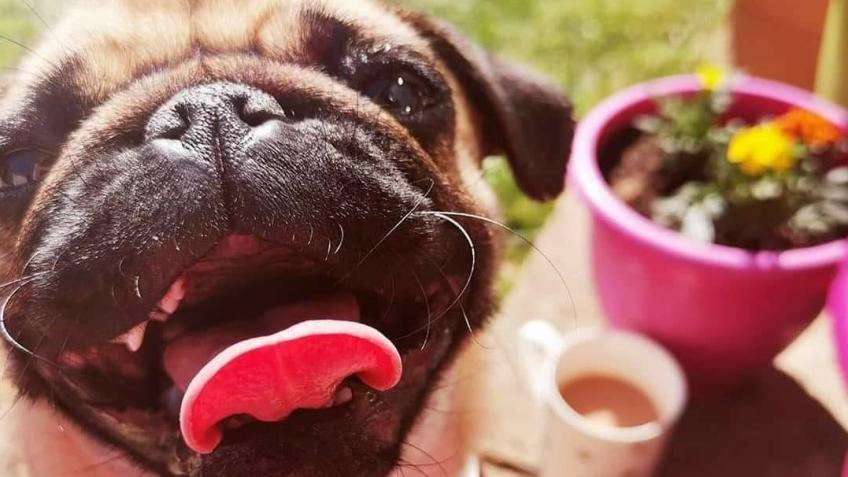 Support Berwick Boarding Kennels through Covid19