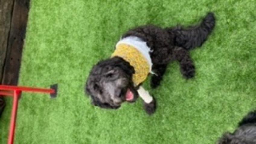 Podrick the Labradoodle’s amputation fund