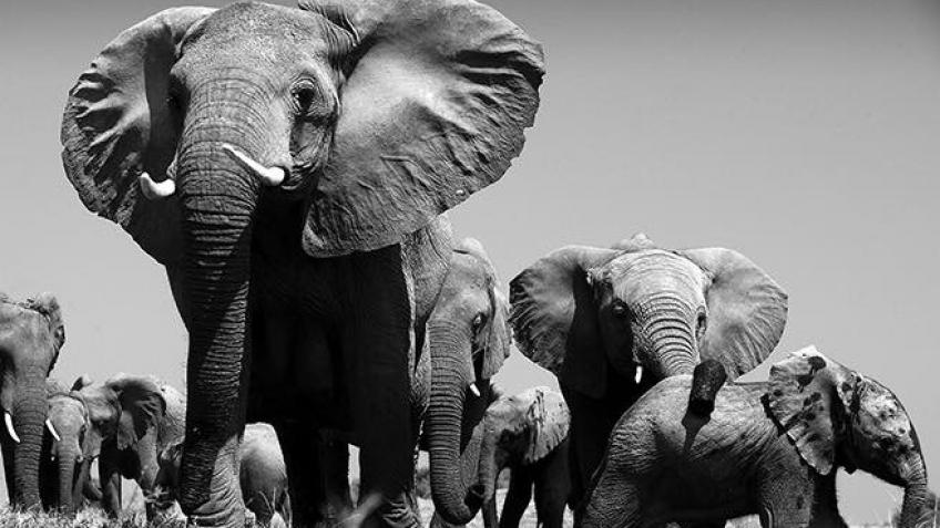 PAMS Foundation - Conservation Support in Tanzania