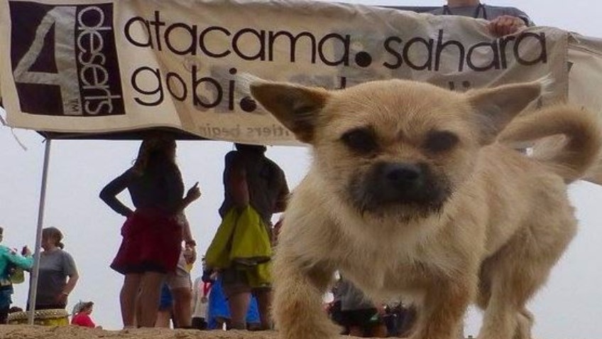 Bring Gobi Home