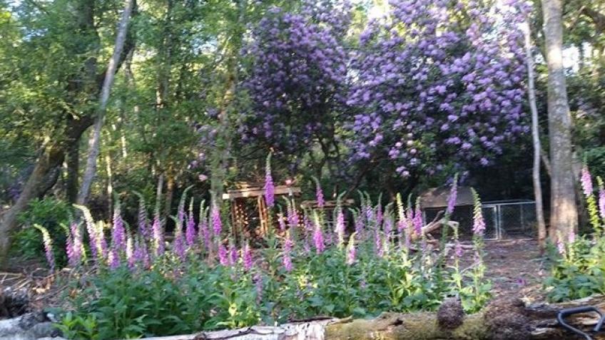 White Heart Grove Woodland Regeneration & Wellness