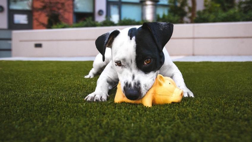 Helping animals in need