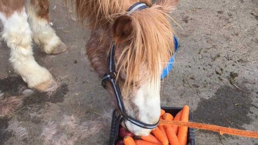 Spirits Rest Horse Sanctuary ~ Bean