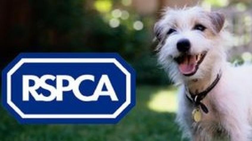 Help feed our rescue dogs