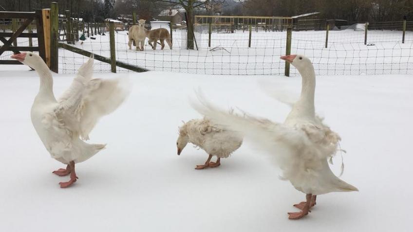 Get Totnes Rare Breeds Through Winter!