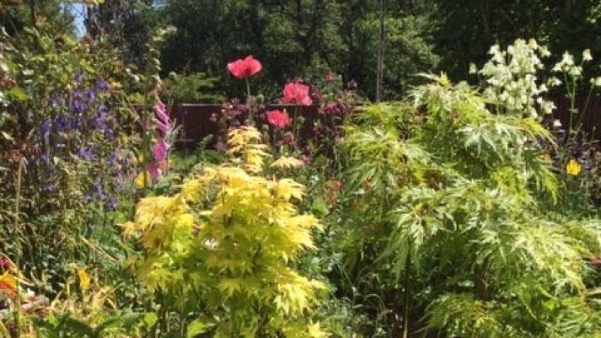 Avoch & Killen Virtual Open Gardens 2020