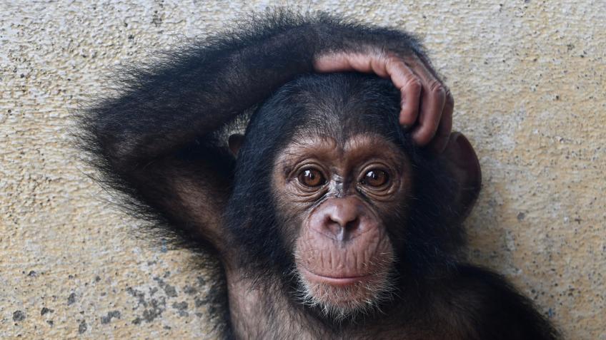 Liberia Chimpanzee Rescue & Protection Fundraiser