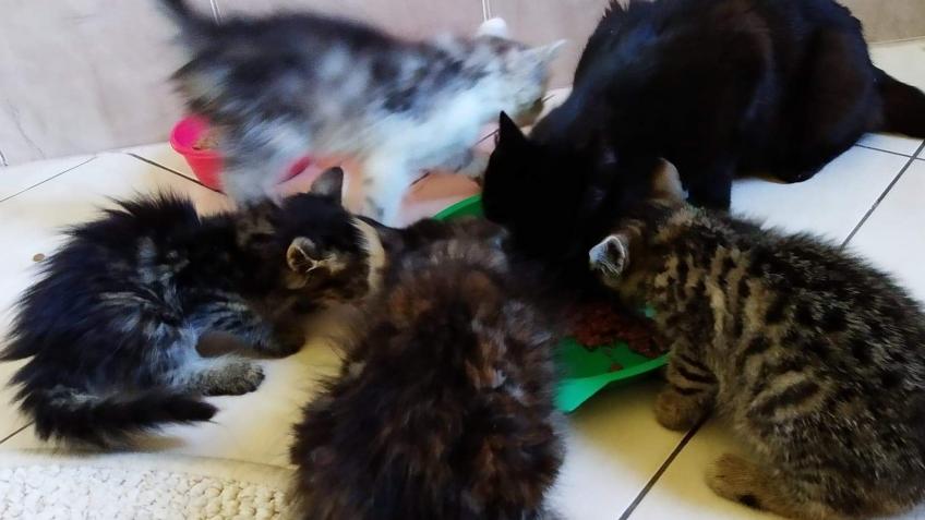 Family of cats rescued from a Polish Tatra's