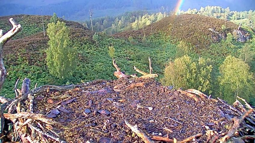 Continued restoration of the Loch Arkaig forest