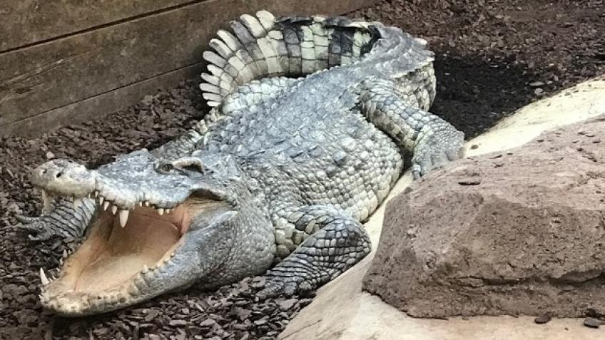 Walking for Crocodilians