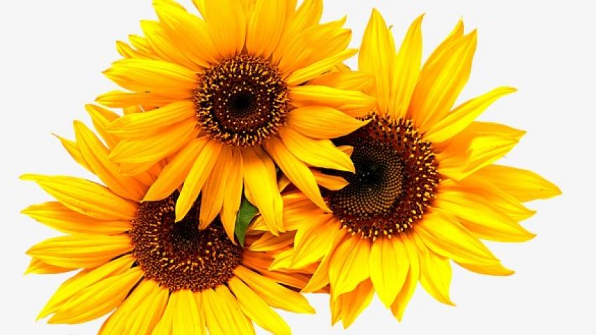 Mental Health Community Hub