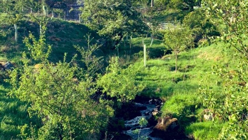 The 1000 Tree Wildlife Corridor Project