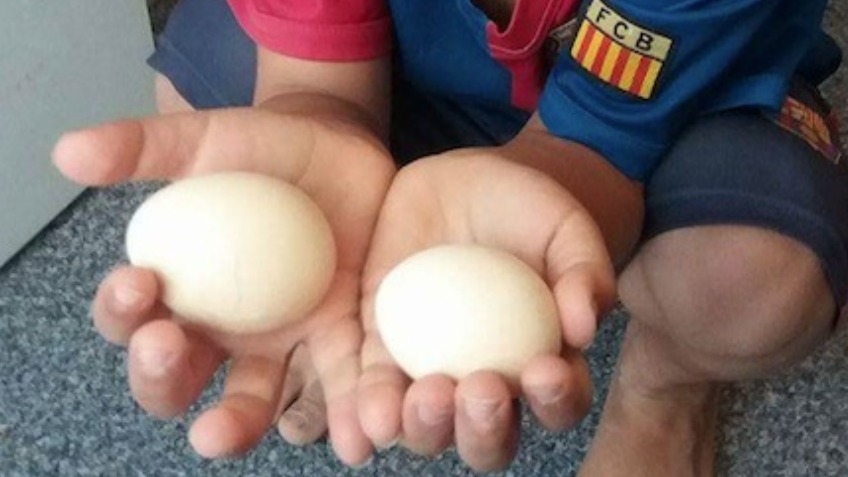 Eggtastic!