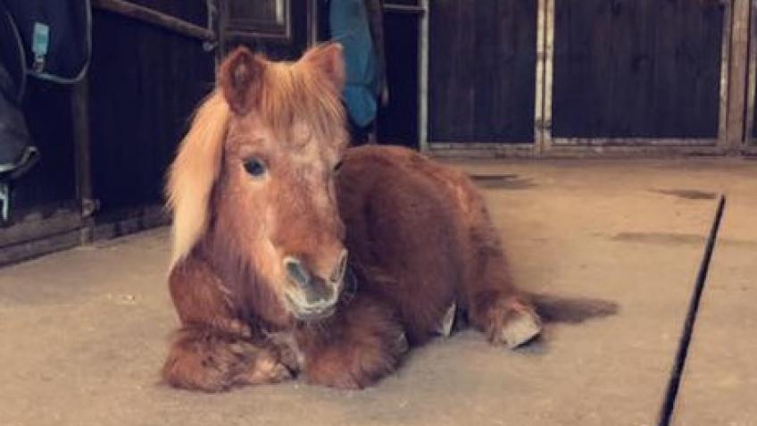 Community support through the magic of Horses.