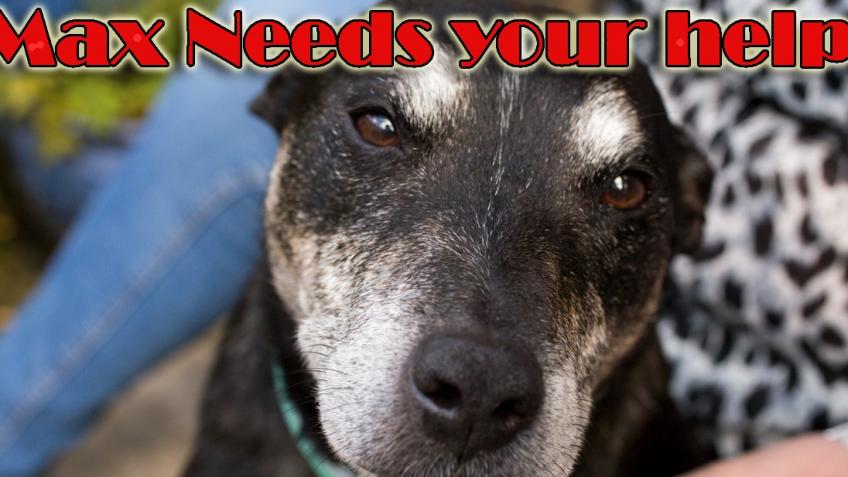 Please help little Max!