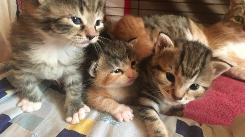 Stray Cats Family Needs Your Help