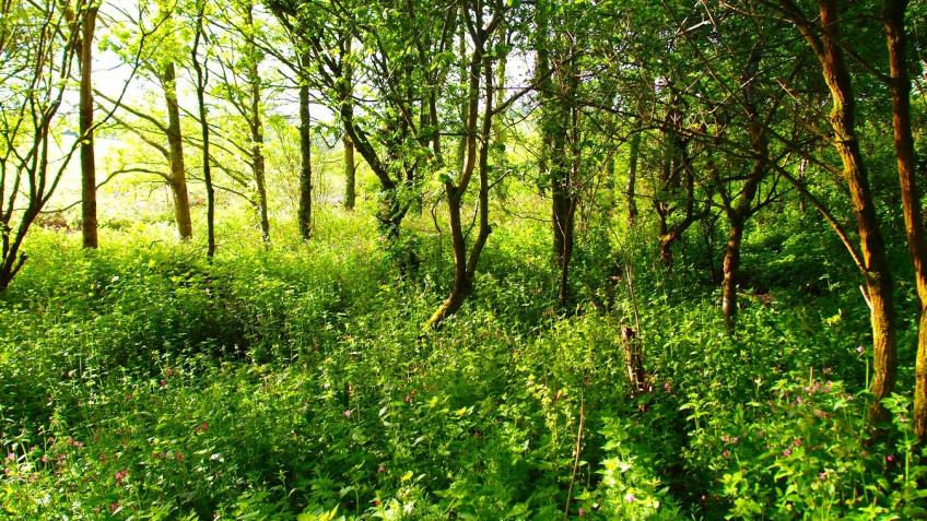 Land for Nature