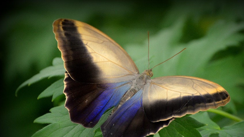 Transgender Pastoral Care Manual