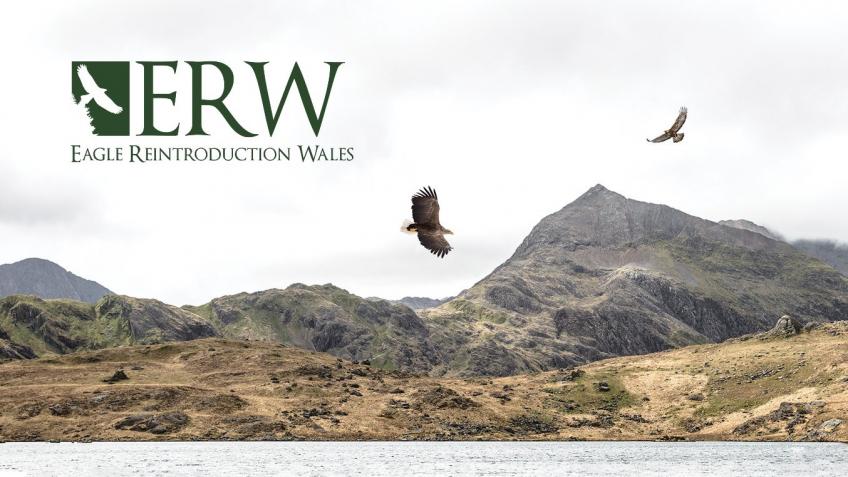 Eagle Reintroduction Wales (ERW) Project
