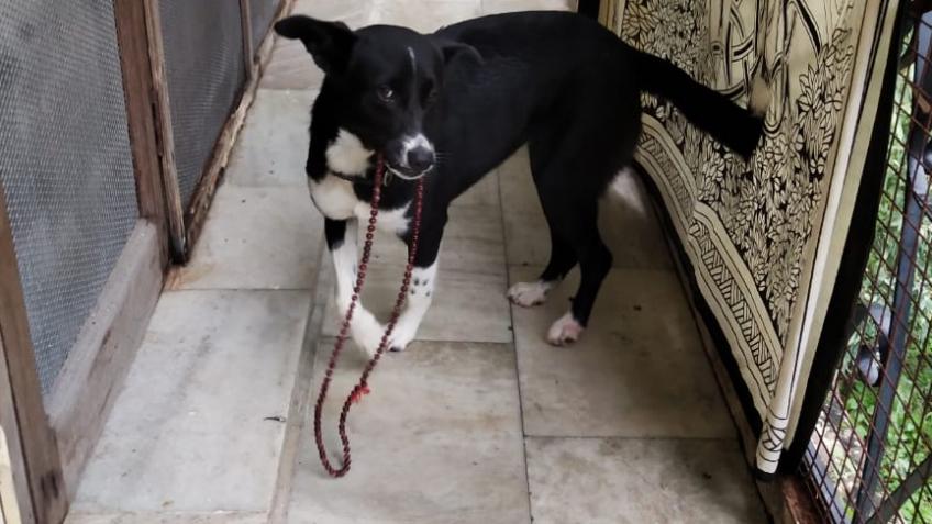 Our Rishikesh Street Dog