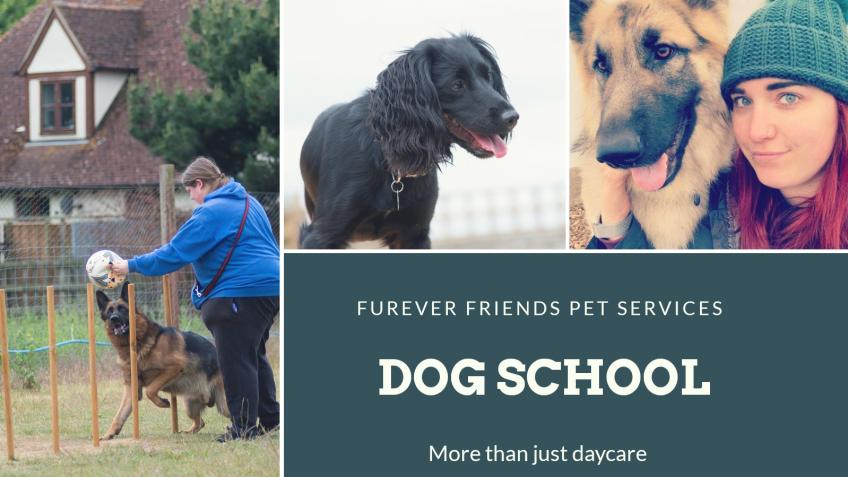 furever friends dog school