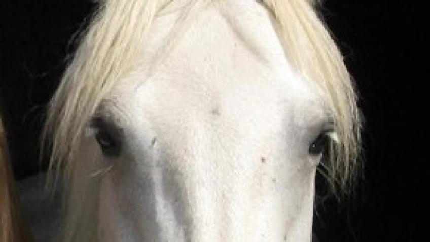 Please help Pony Pride
