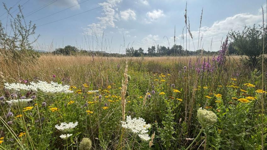 Restore ponds for nature and the planet
