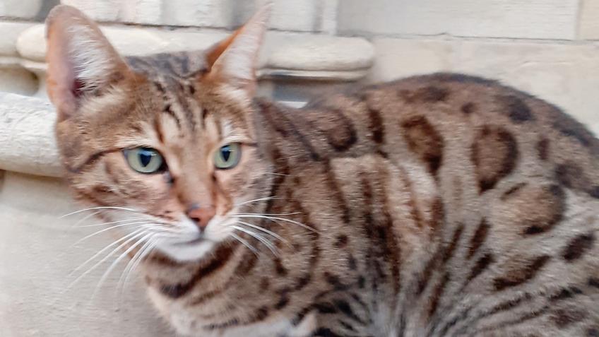 In Memory of Gerald 'The York Minster Cat'