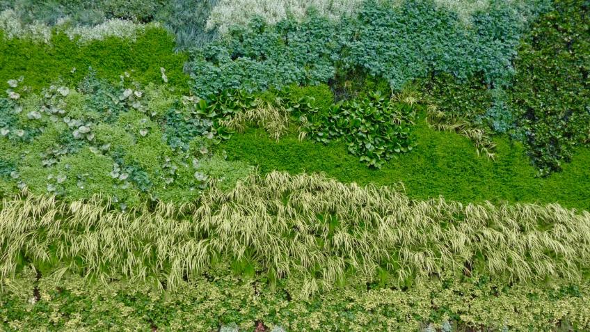 Bradford On Avon Living Green Wall