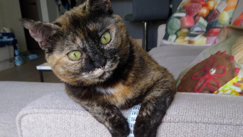 Animal welfare in East London - RSPCA London East