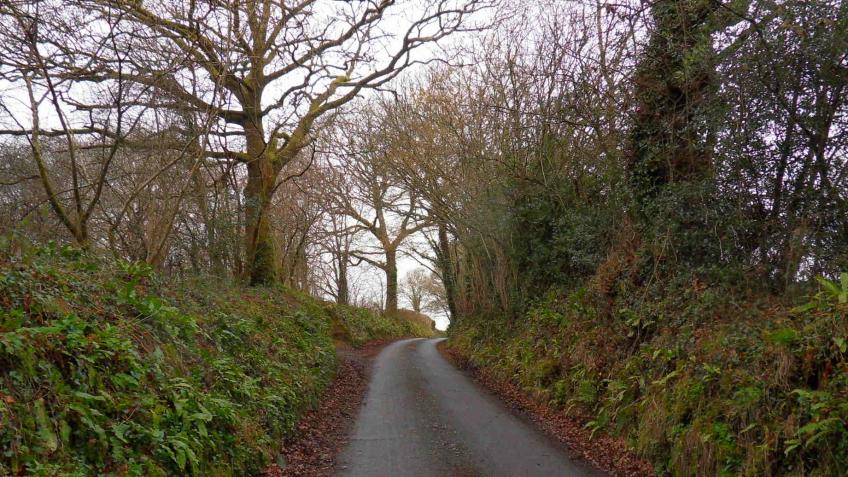 1000 Trees for Dartington