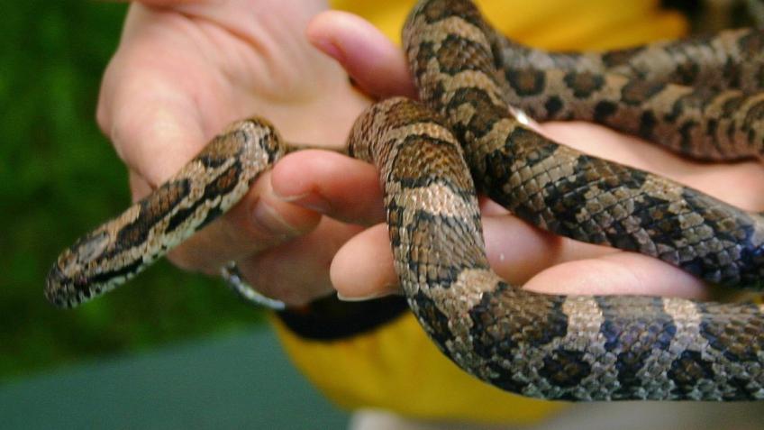 Reptile Rescue