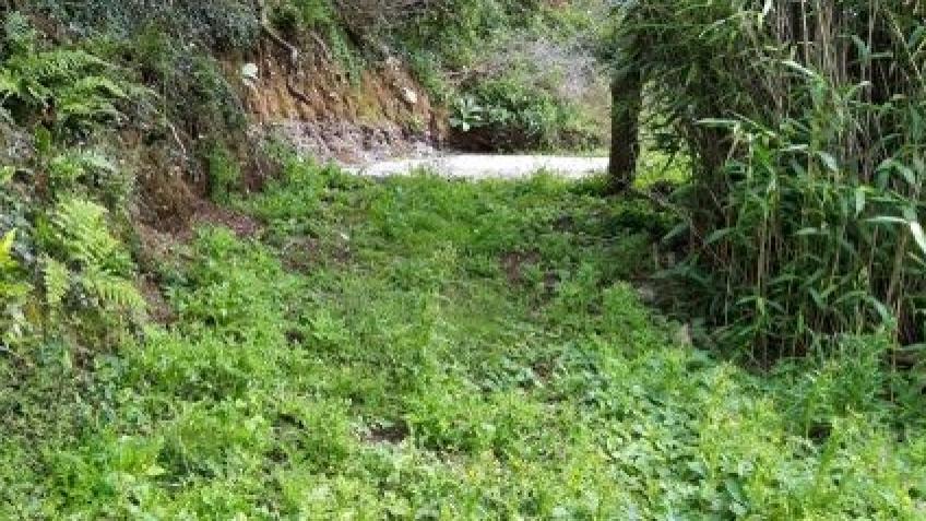 Community Allotments and Orchard for Polperro