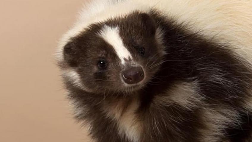 Animal Workshops COVID support fund