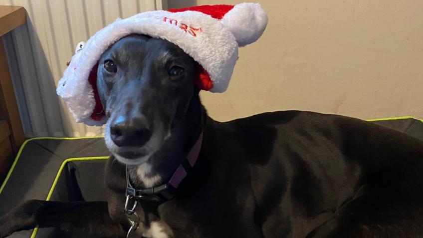 Russet Greyhound Christmas Fundraiser