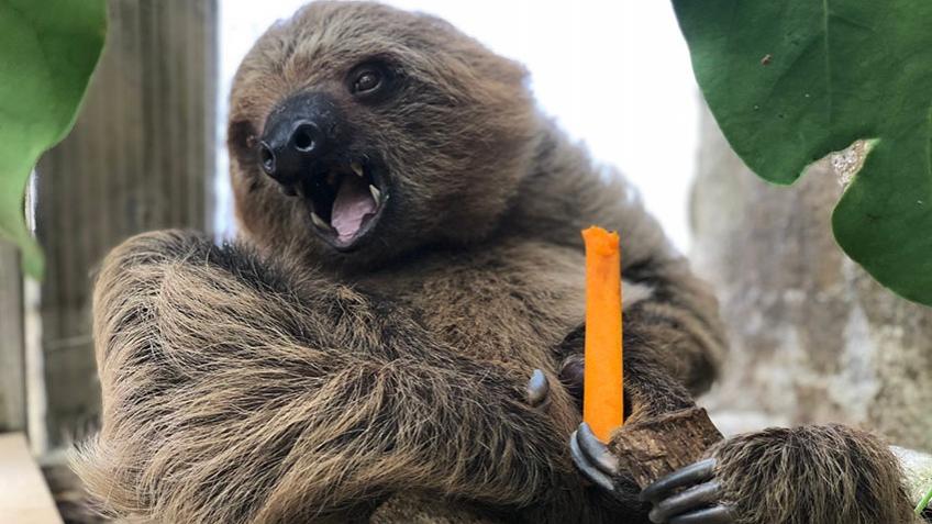 Save our Zoo!!