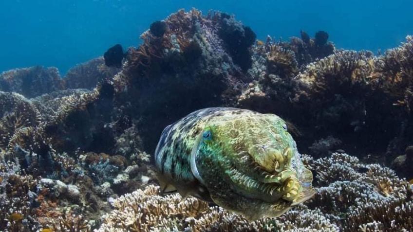 Save Our Oceans and Support Locals in Poverty