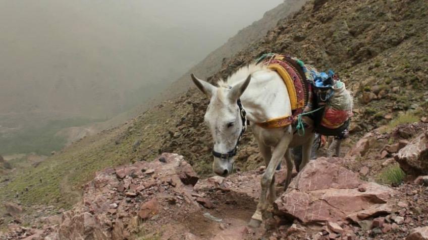 Help the working mules of Morocco