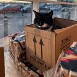 Spartacus the Tesco Cat avatar