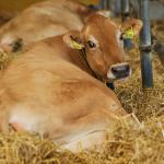 Lymphatic Regeneration: A Breakthrough in Cattle Fertility avatar