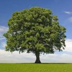 Nailsea School-from grey to green avatar