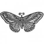 The Clockwork Moth avatar