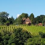 a’Beckett’s Vineyard avatar