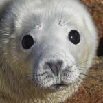Cornwall Seal Research Trust avatar
