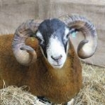 Tzipporah avatar