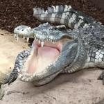 Crocodiles of the World profile